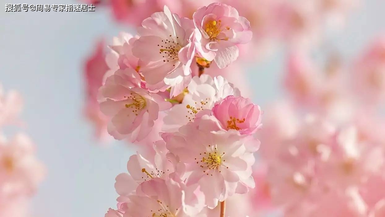 八字桃花运旺是什么意思