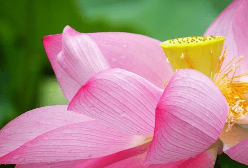 蛇年生肖桃花运势