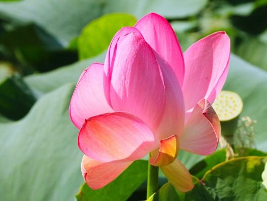4生肖桃花运势旺
