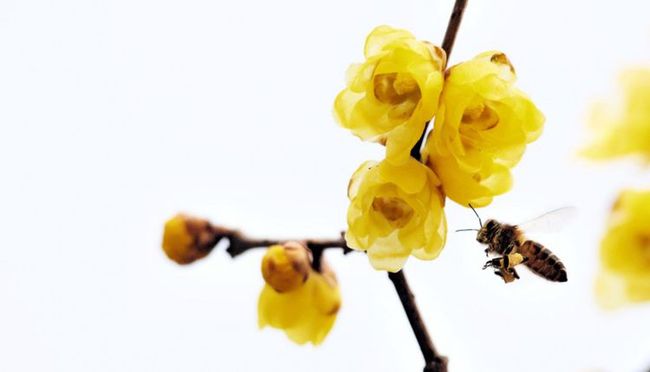 5月桃花运势