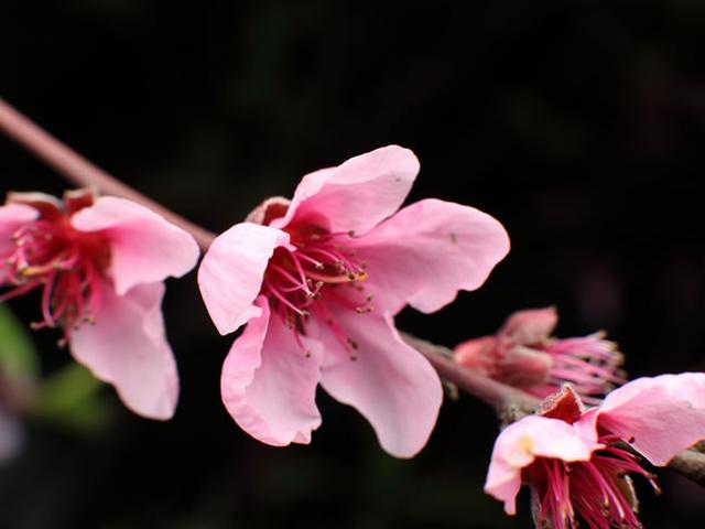 生肖兔牛年6月桃花运势