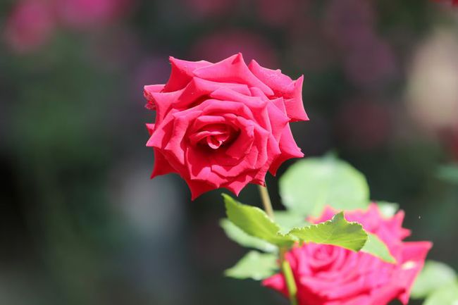 6月上旬爱情桃花运势大公开