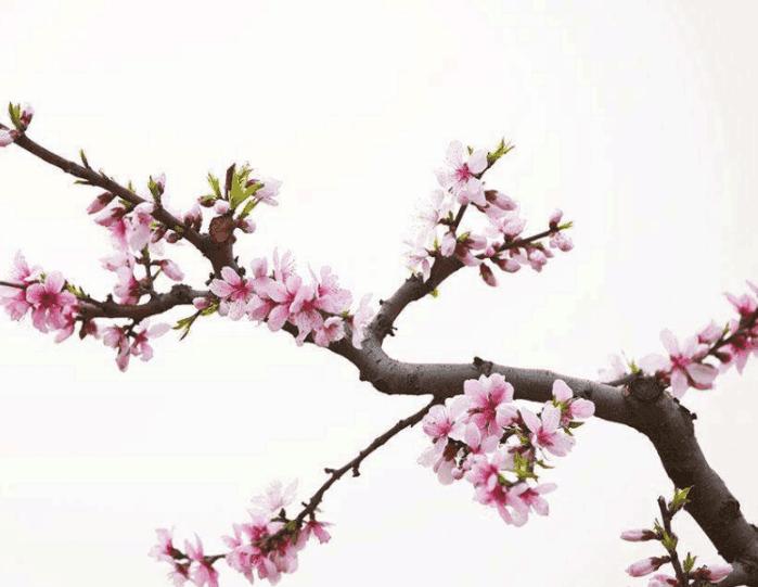 桃花重外遇八字案例