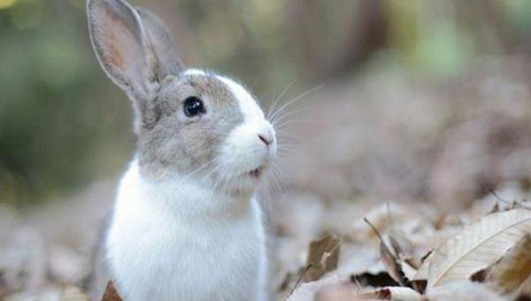 生肖兔牛年6月桃花运势