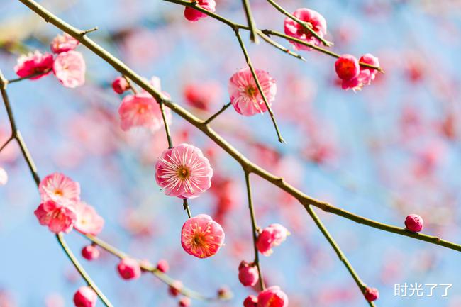 桃花运与运势