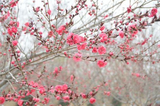 2015桃花运势