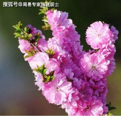 测自己2022桃花运势