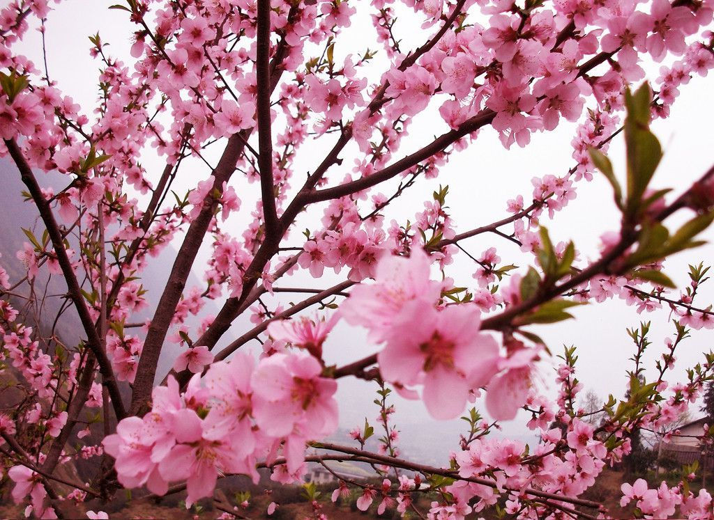 八字催旺姻缘桃花运