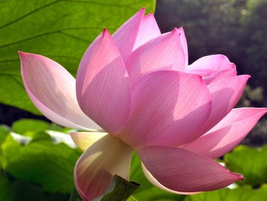 不仅桃花运势旺