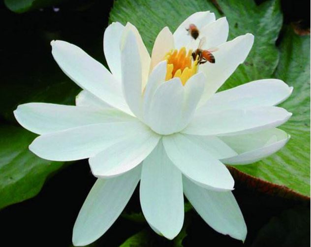不仅桃花运势旺