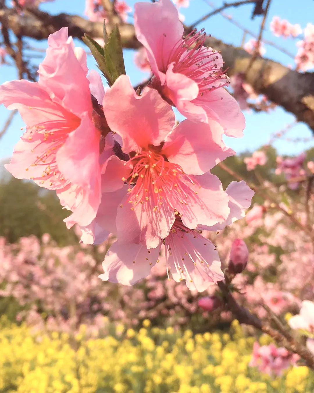 情感测试丨你一生桃花运势如何