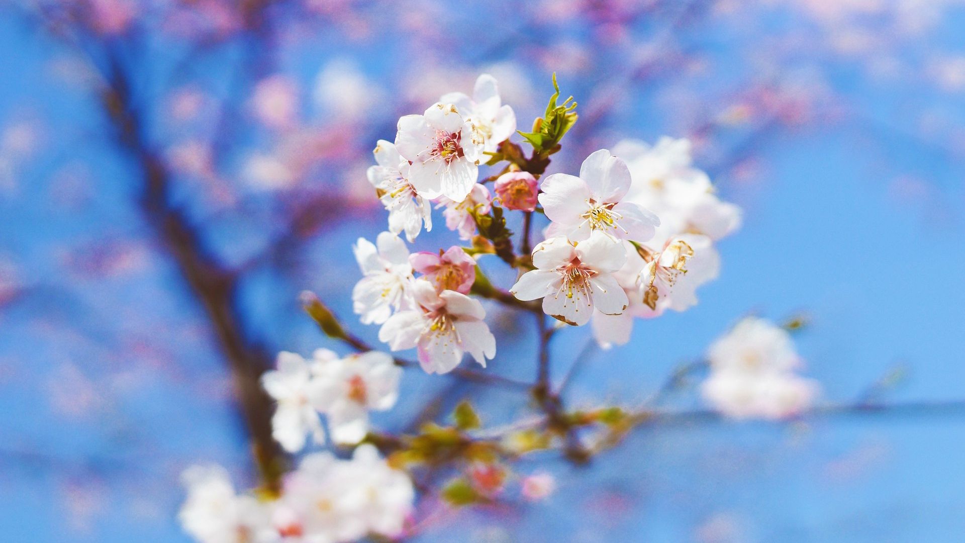 三月桃花运势第二组