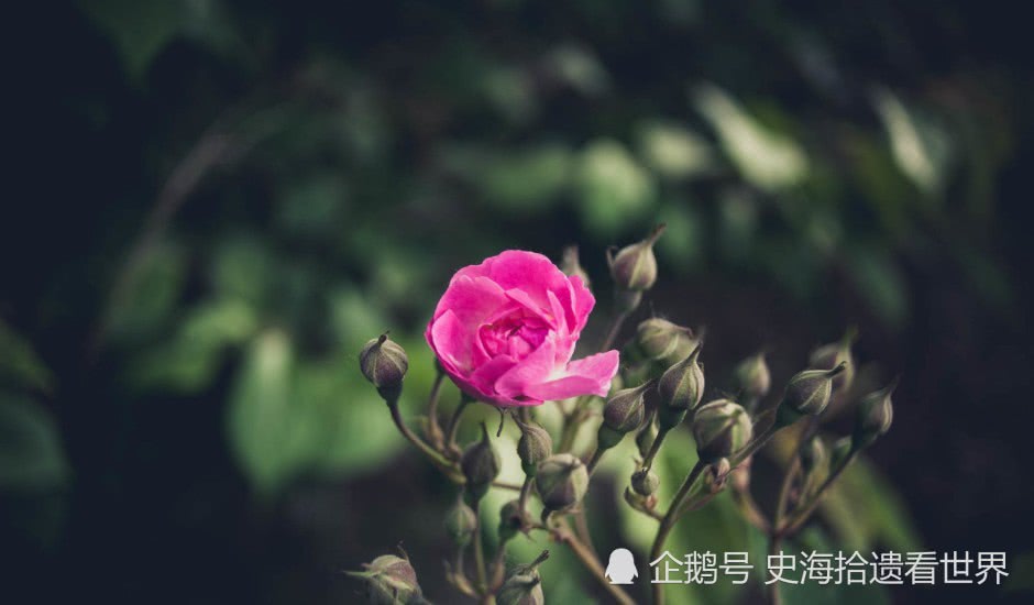包含二月中旬将会桃花运势较强的词条