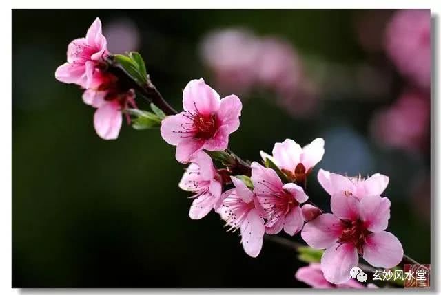 富贵桃花八字