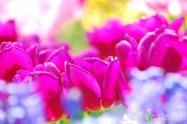 七月上旬桃花运势高涨