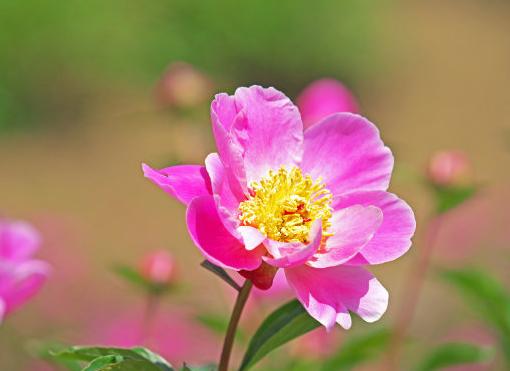 三月过后桃花运势大逆转