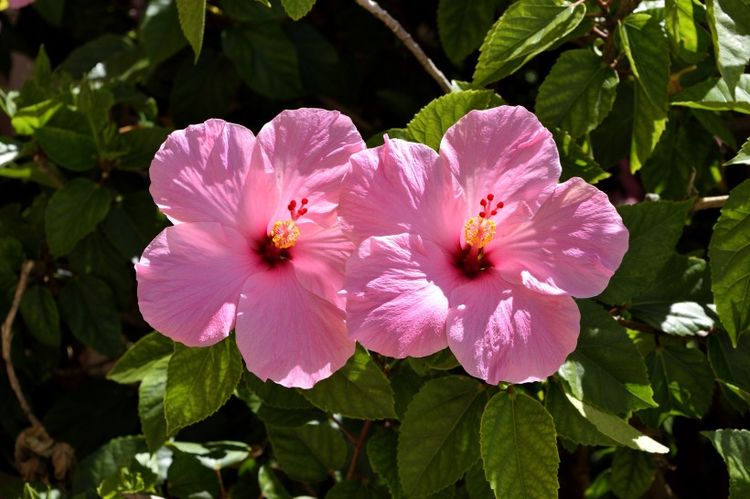 桃花运势悄降临