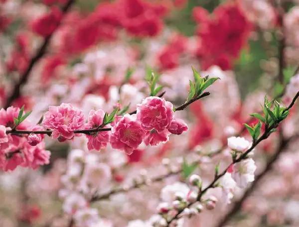 周易推算桃花运