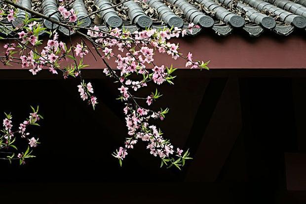 三月桃花运势第二组