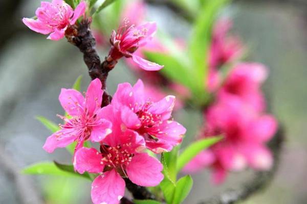 命运财运桃花运如何