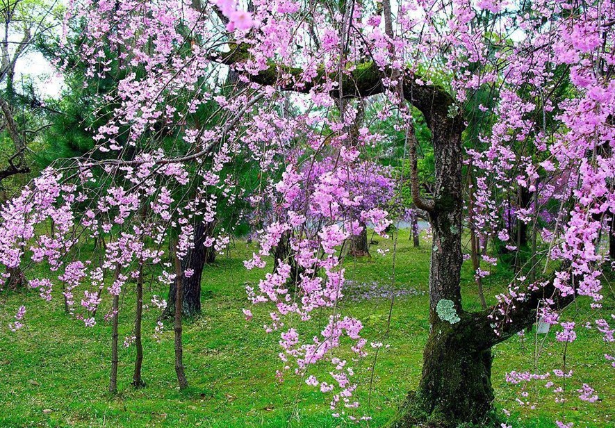 八字算命分析看桃花运