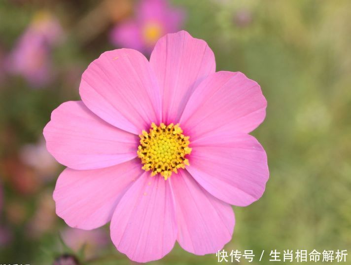 桃花运势大旺的三大相助