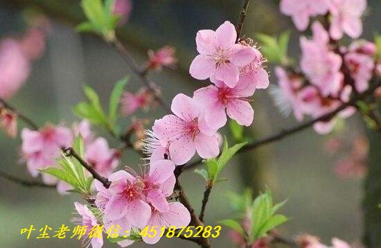 犯桃花运势