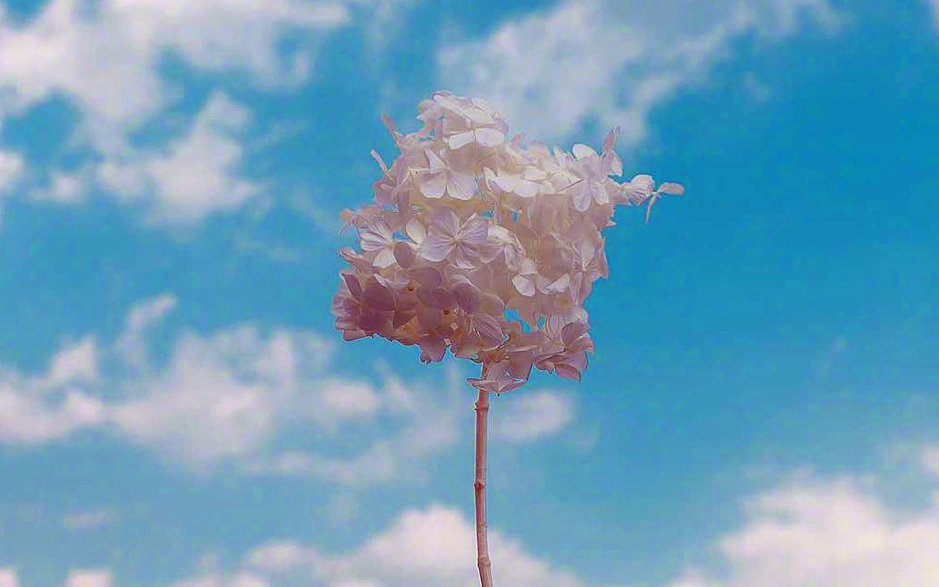 12星座八月爱情桃花运势详解