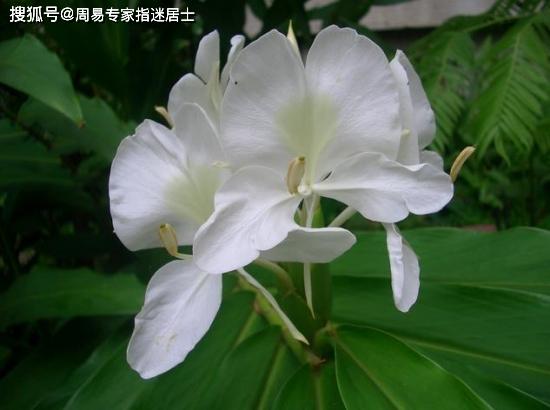 属马人2022桃花运势