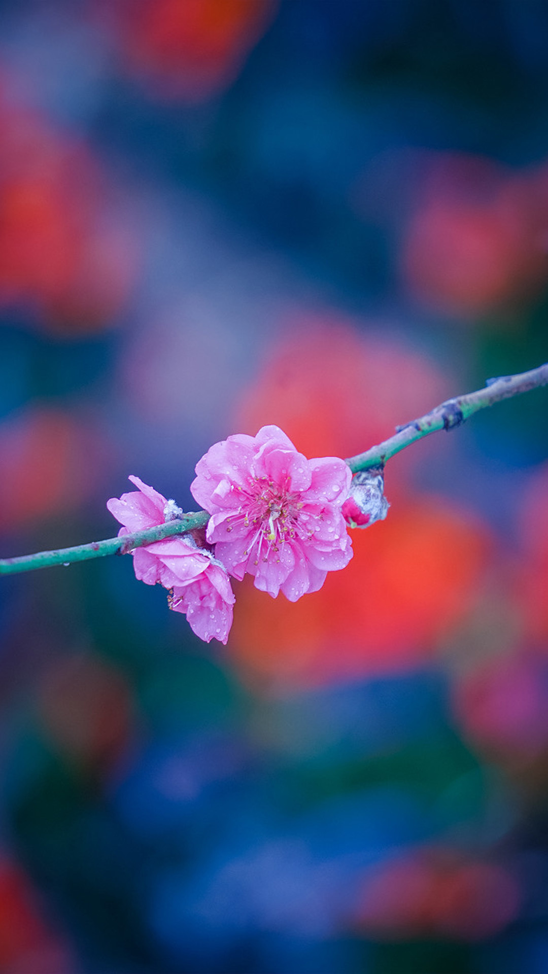 12月桃花运势耀眼
