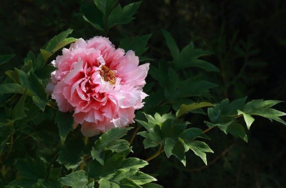哪些生肖春节桃花运势旺