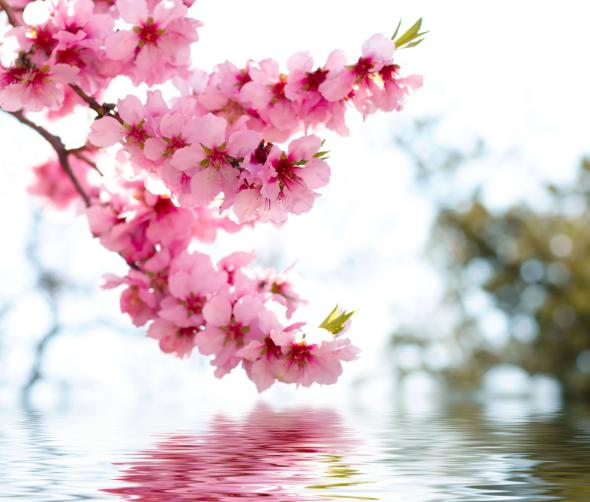 长得一般桃花运旺八字
