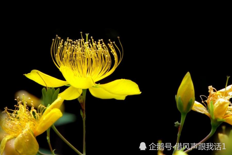 十二生肖七月桃花运势早知道