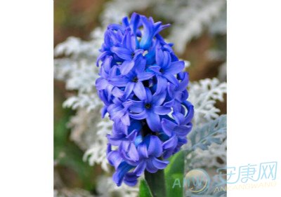 周公解梦梦见桃花运