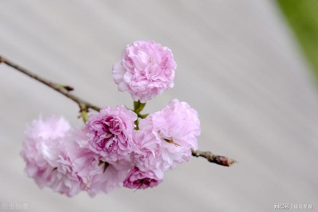 八字算桃花运2021