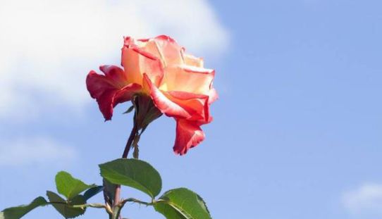 2021年桃花运势