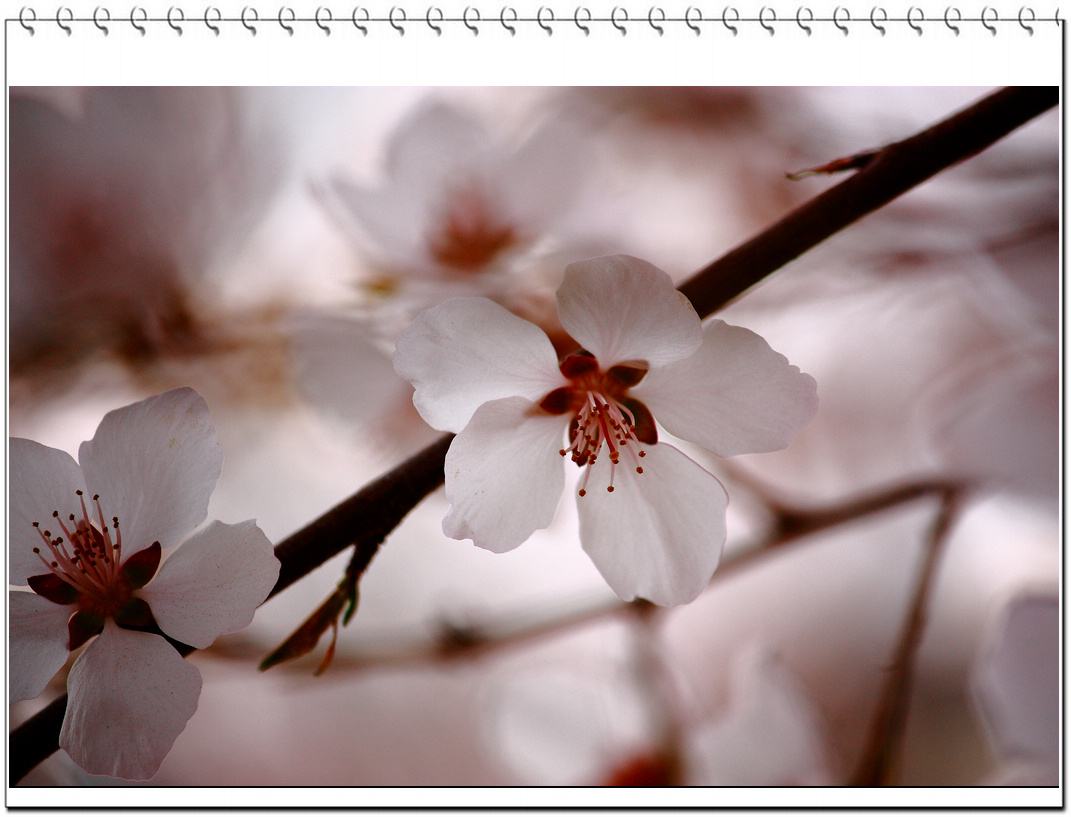 2021走桃花运的八字
