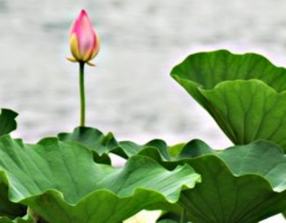 八字偏财旺桃花运好