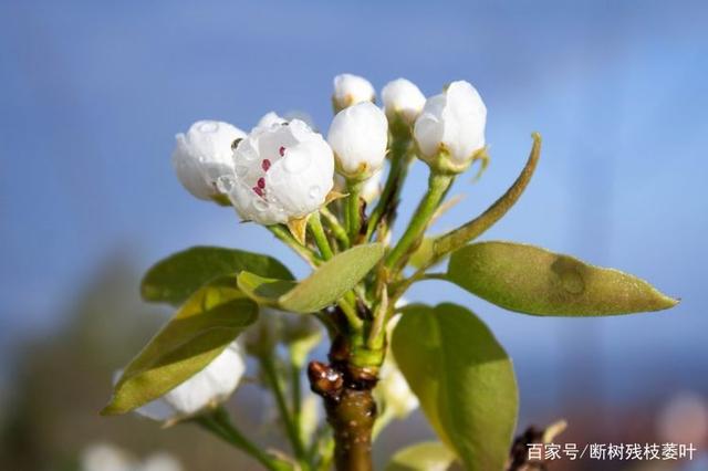 2022年二季度桃花运势迎面来