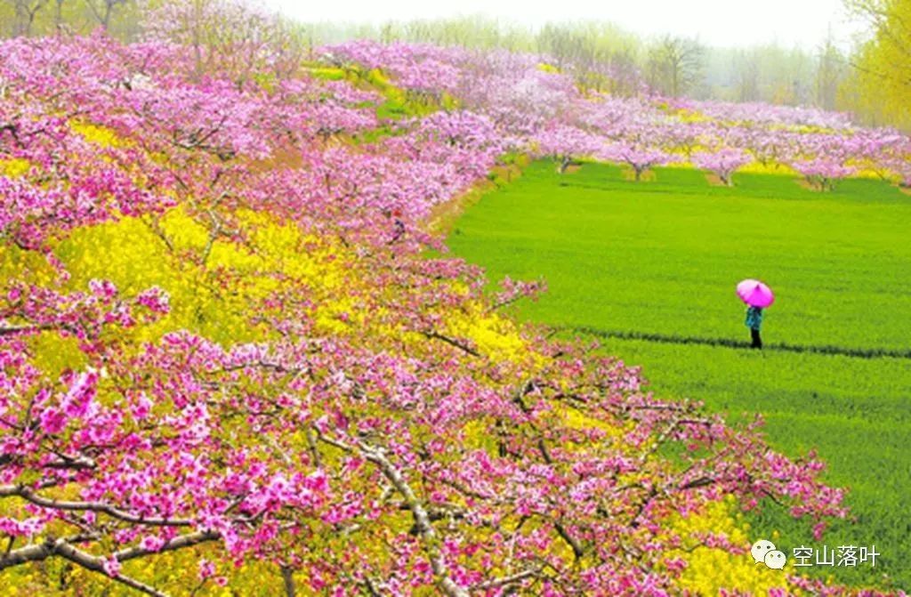 下周桃花运势高涨