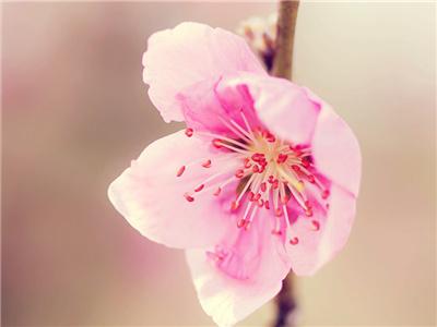 狮子座4月桃花运势