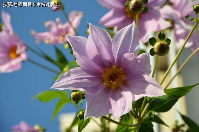 1980属猴的40岁桃花运势好