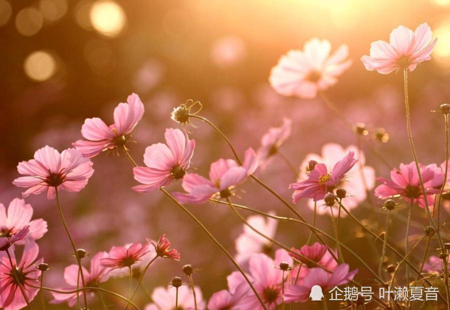 属羊2012年爱情桃花运势预示