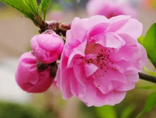 女生八字桃花运