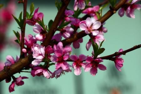 4月烂桃花运势