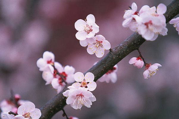2021桃花运占卜