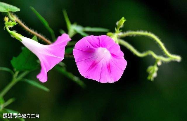 算命属虎桃花运
