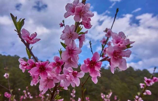 56岁生肖蛇桃花运势