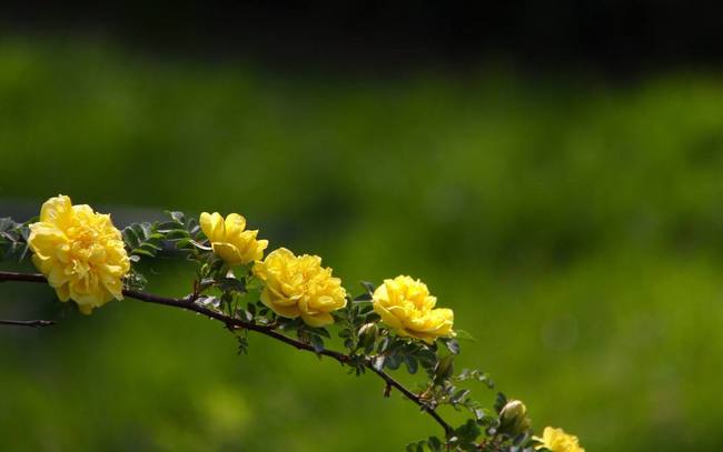 包含4星座桃花运势渐渐回温的词条