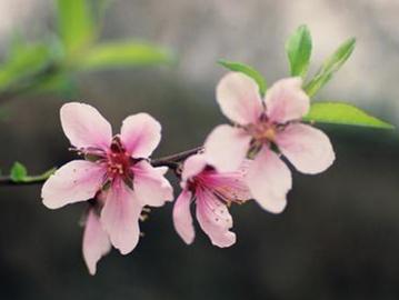 桃花运势特别旺